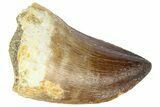 Fossil Mosasaur (Thalassotitan) Tooth - Morocco #364163-1